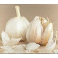 Chinese 2017 Crop Fresh Common and Pure White Garlic